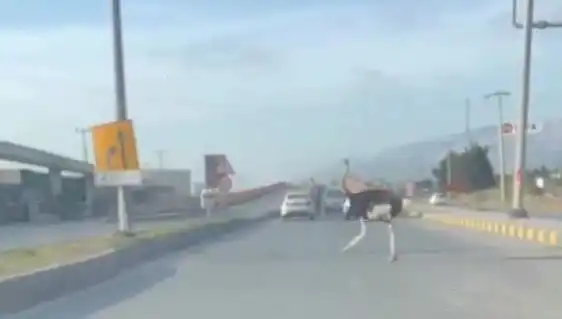 Hatay’da Trafigi Altüst Eden Deve Kuşu Olayı Sosyal Medyada Şaşkınlık Yarattı