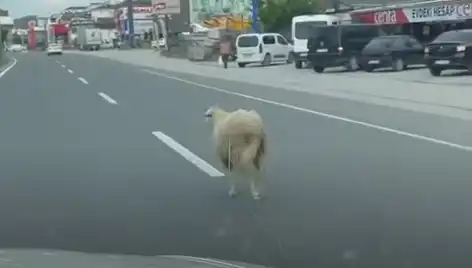 Yalova’da Kaçan Kurbanlıklar Trafiği Altüst Etti: Olay Anı Kameralarda
