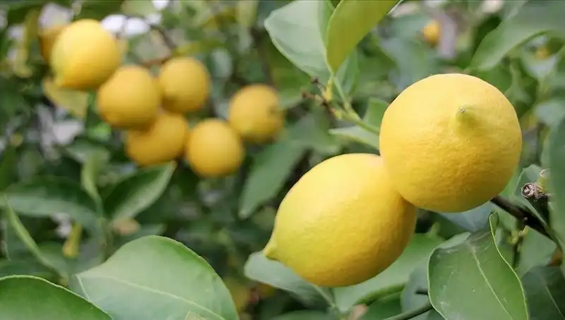 Limonun Fiyatı Uçtu: Adedi 24 Lira ile Rekor Kırdı!