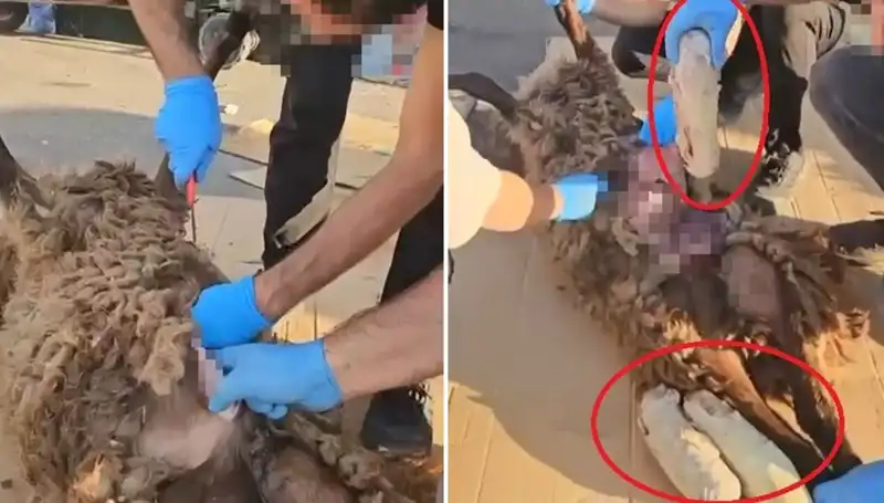 Zehir Tacirlerinin Şok Edici Sırrı: Ölü Koyunun Karnından Çıkanlar!