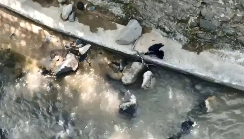Karga ve Yılan: Doğanın Mücadele Dolu Anları