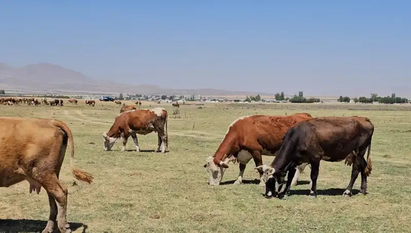 Arin Gölü'ndeki Kuruma, Region İşletmelerini ve Ekosistemi Tehdit Ediyor