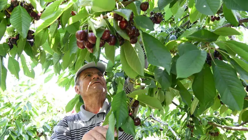 Lapseki’nin Dev Gözde Meyvesi: Çay Bardağına Sığmayan Karpuzlar
