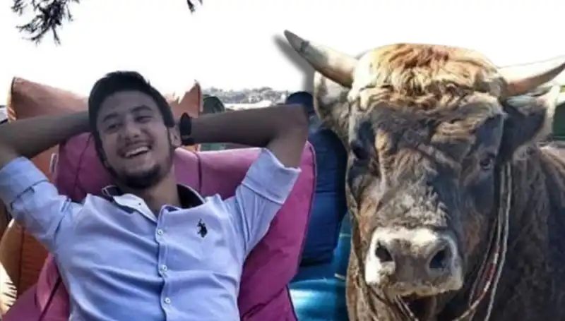 Aydın’da Güreş Boğası Can Aldı: Olayın Perde Arkası