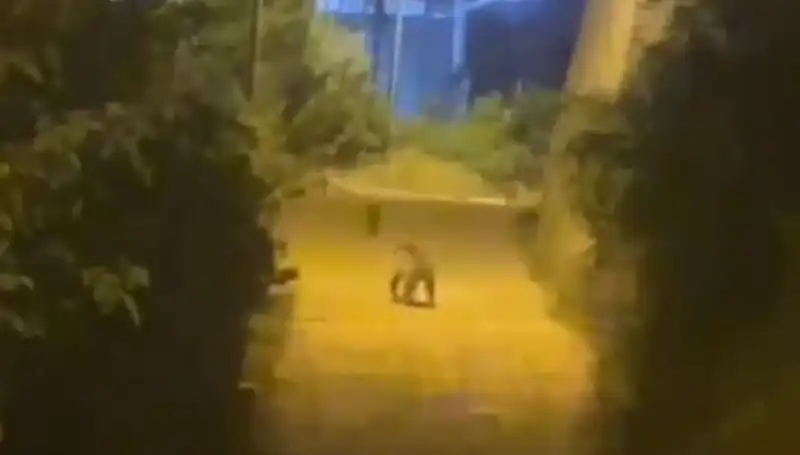Gümüşhane Şehir Merkezine Ayı İnişi: Vatandaşlar Panik İçinde!