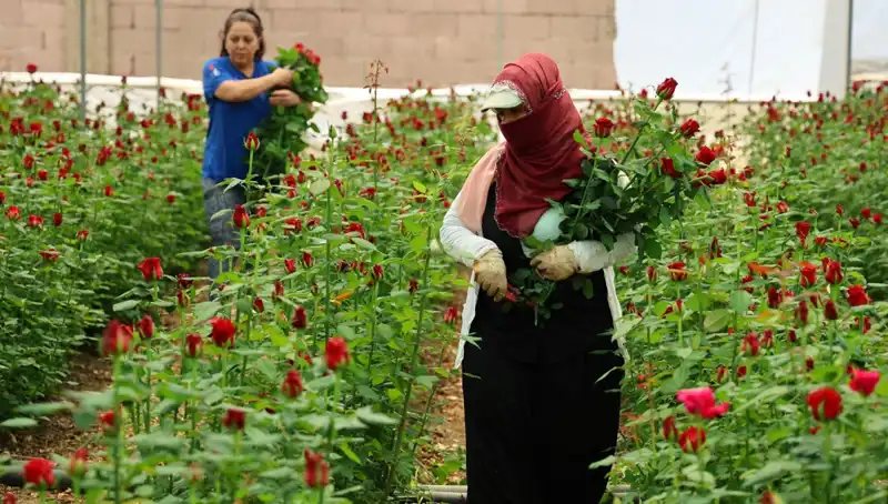 Gül Üreticileri Anneler Günü İçin Çalışıyor: Serada 5 TL, İnternette 100 TL