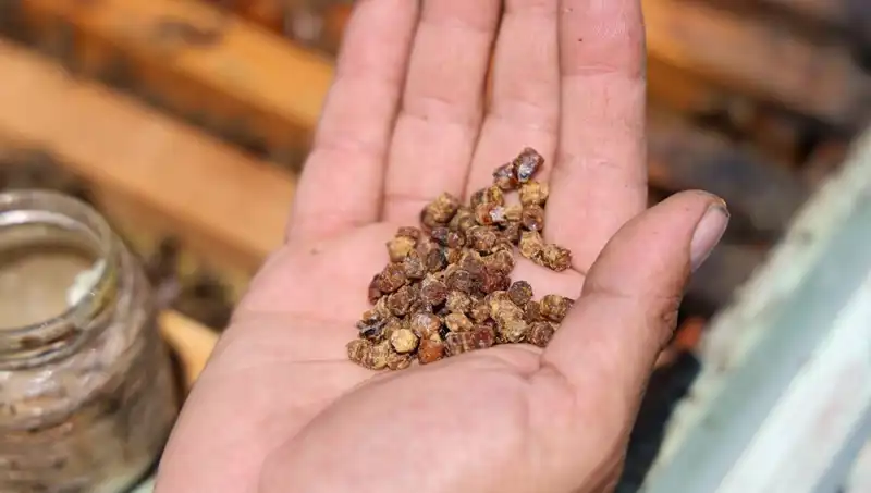 Eskiden Çöpe Gidiyordu, Artık Protein Zengini Besin 3 Bin TL'den Satılıyor