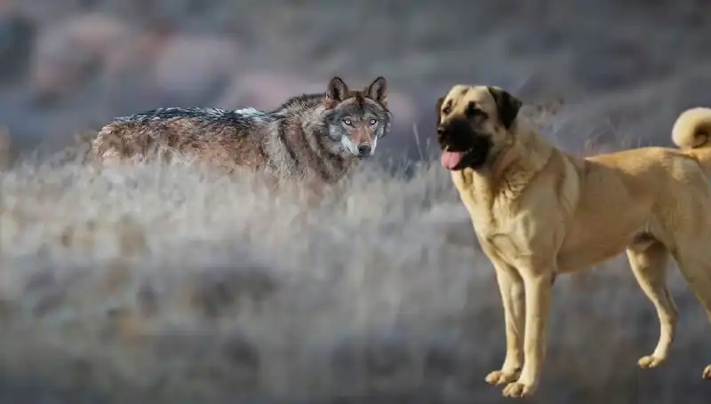 Kurt Popülasyonundaki Artış, Kangal Köpeği Talebini Zirveye Taşıdı