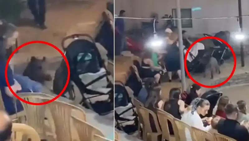 Düğün Töreninde Yaban Domuzu Sürprizi: Misafirler Panik İçinde Kaçıştı