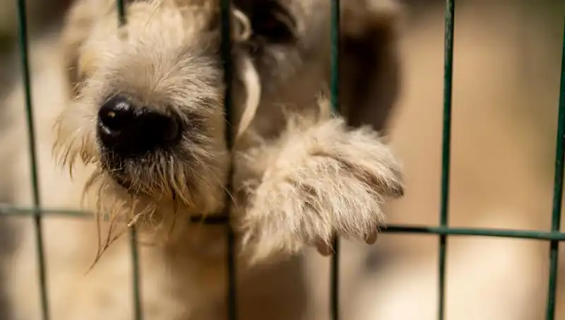İş Stresi ile Mücadele: Köpeklerin Psikolojik Sağlığına Dikkat!