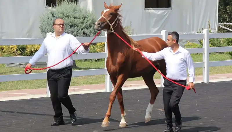 Taşkın Kral: Doğanın Gücüne Tanıklık Eden Rekor Yağışlar