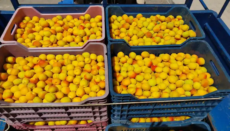İlk Hasat Gerçekleşti: Çiftçiler 500 TL'den Alıcı Buldu!