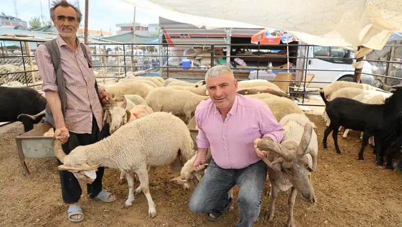 Kurban Pazarının Gözdesi: Dört Boynuzlu Koçlar Tüketicileri Büyülüyor