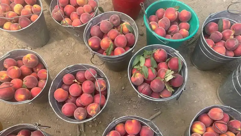 Çiftçilere Müjde: Hasat Döneminde Fiyatlar 100 Liraya Çıktı!