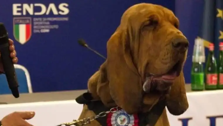 Arama Köpeği Suikastla Öldürüldü: Çivili Sosisle Korkunç Saldırı!