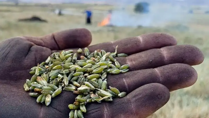 Bu Yazın En Lezzetli Atıştırmalığı: Firik Sezonu Başladı!