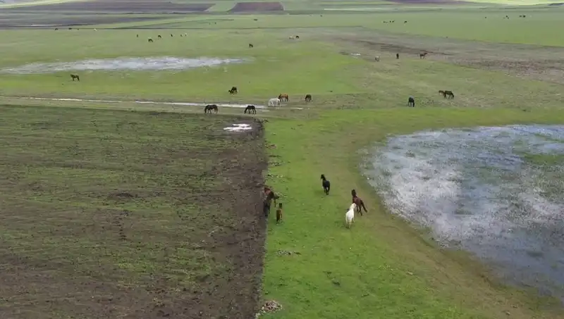 Kars'ın Yeşeren Doğasında Yılkı Atlarının Görsel Şöleni