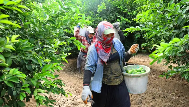 Marketlerde Patates Fiyatları Zirveye Çıktı: Yeni Hasat Neler Getirecek?