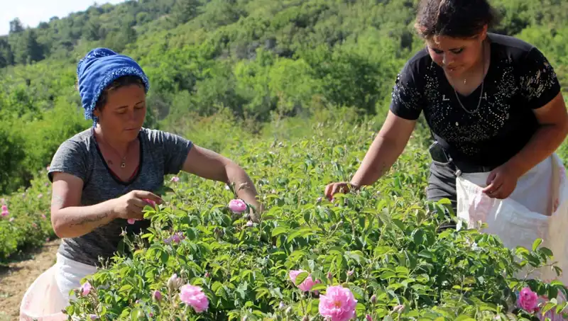 Zirai Donun Şok Etkisi: Üreticiler Verim Kaybıyla Yüz Yüze Kaldı